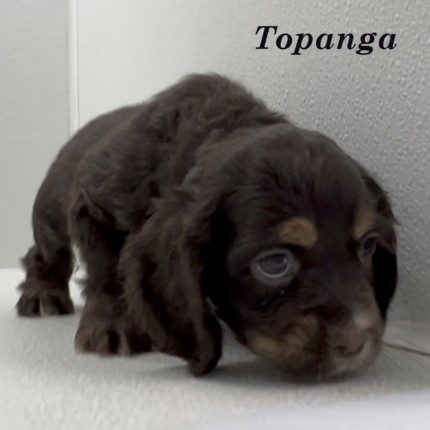 puppy, for, sale, Cocker Spaniel, Joe & Cherri  Overlease, dog, breeder, Miller, MO, dog-breeder, puppy-for-sale, forsale, nearby, find, puppyfind, locator, puppylocator, aca